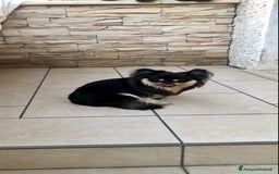 Chihuahua cani in vendita: Chihuahua adulta a Provincia di Brescia - Immagine 9