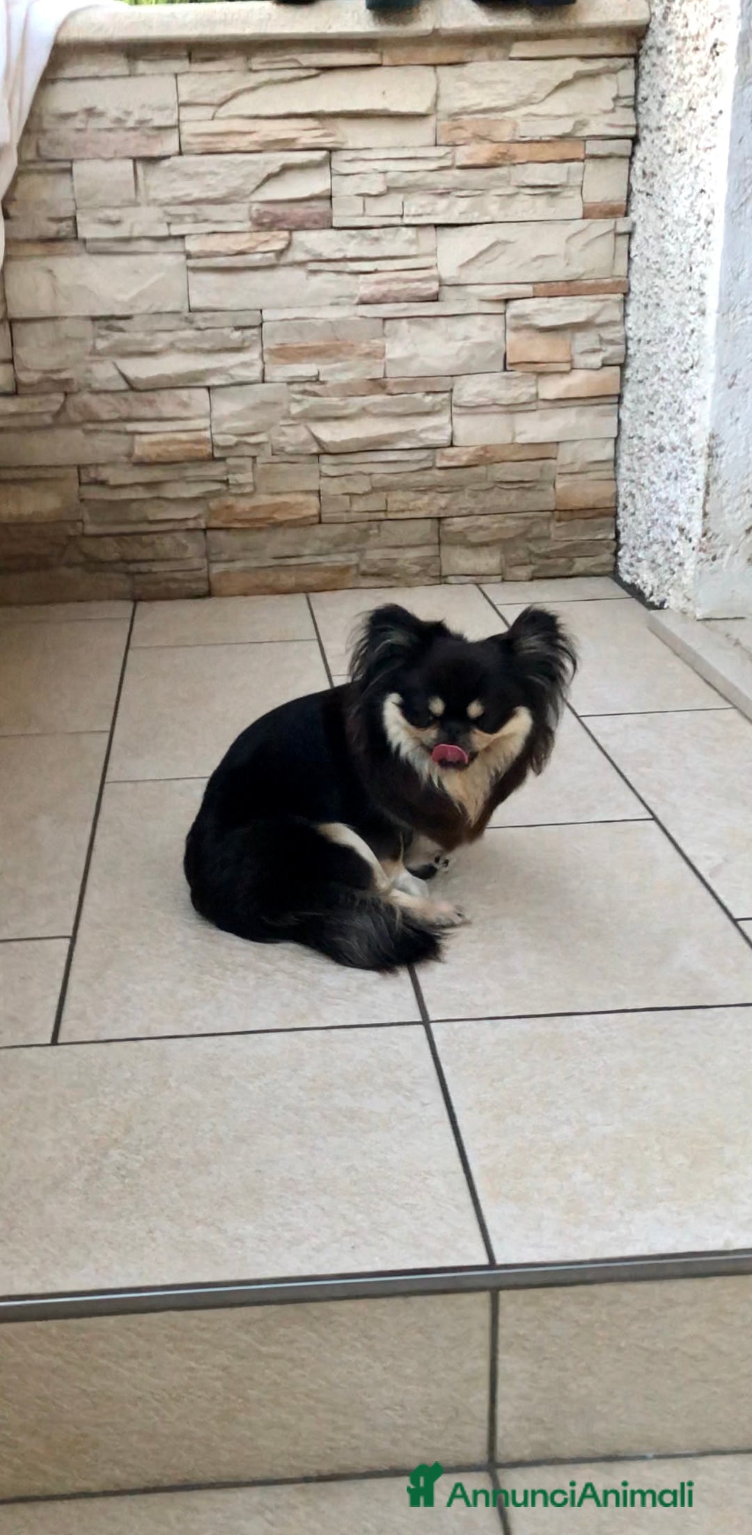 Chihuahua cani in vendita: Chihuahua adulta a Provincia di Brescia - Immagine 9