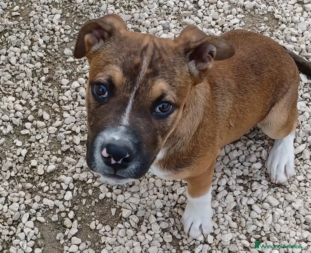 Pitbull cani in regalo: SOS SOS CHOCO a Provincia di Frosinone - Annuncio 2
