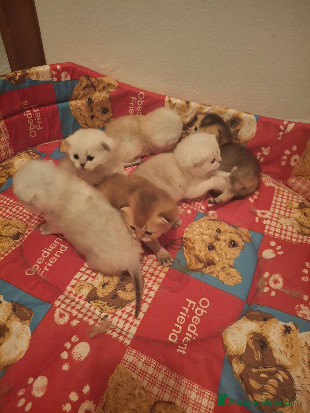 Scottish gatti in vendita: Gattini Scottish  - Annuncio 15