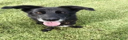 Meticcio cani in regalo: GILDA, un cuore un'anima - Annuncio 2