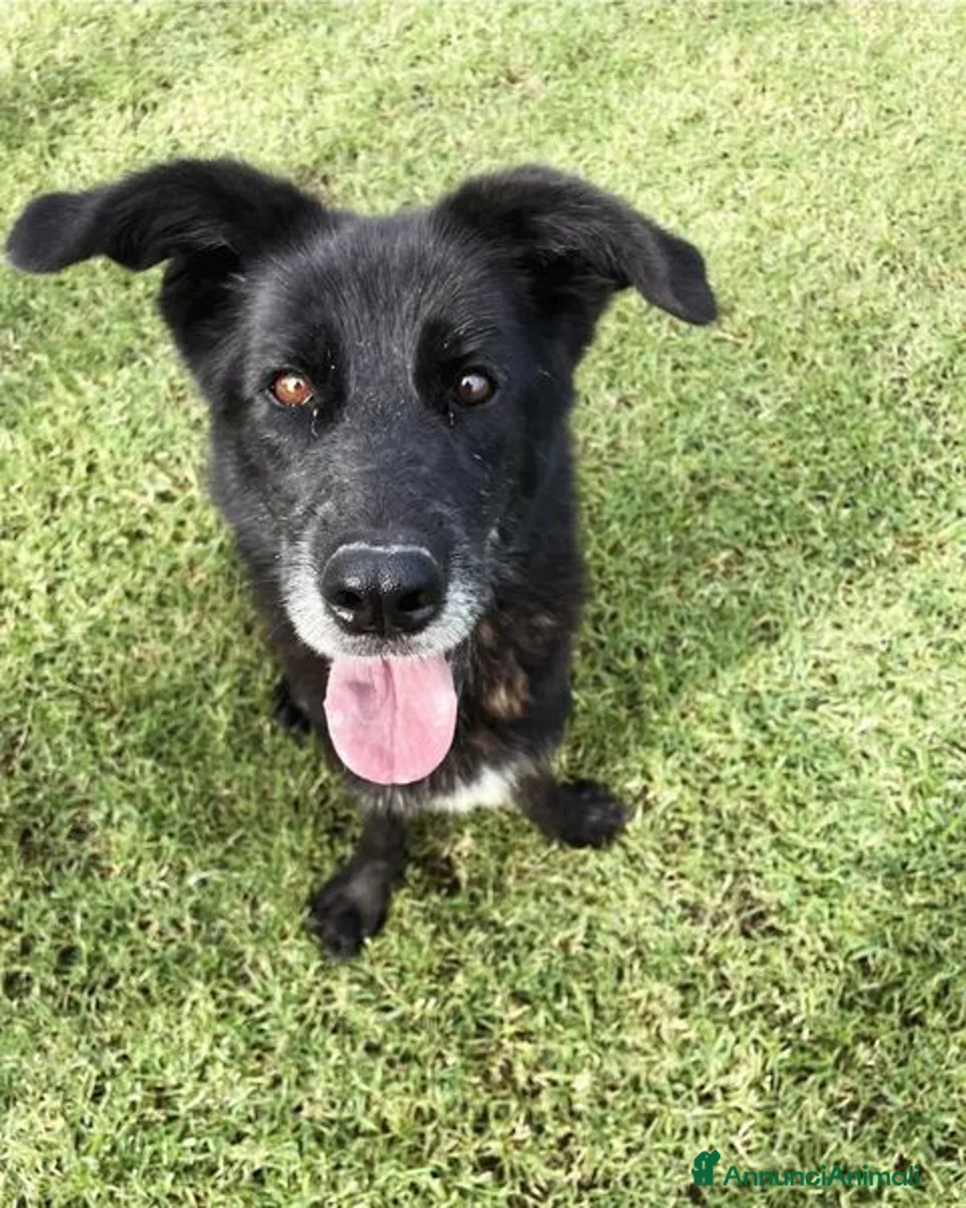 Meticcio cani in regalo: GILDA, un cuore un'anima - Annuncio 2