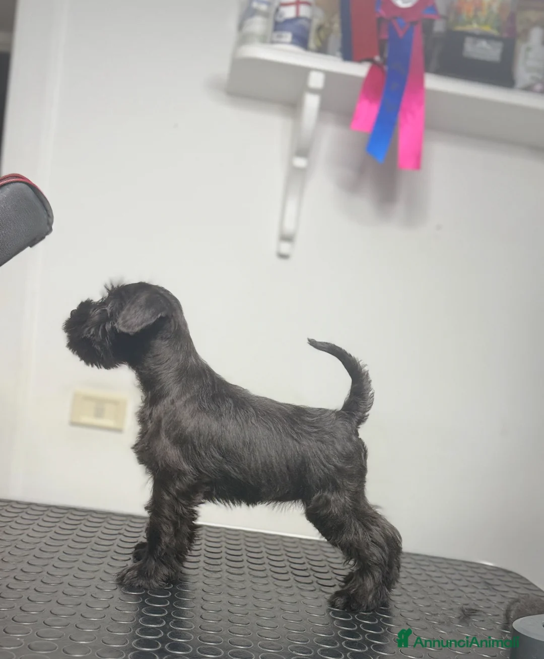 Mini Schnauzer cani in vendita: Schnauzer Nano nero  - Annuncio 7