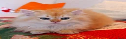 British gatti in vendita: British Golden cucciolo - Annuncio 3