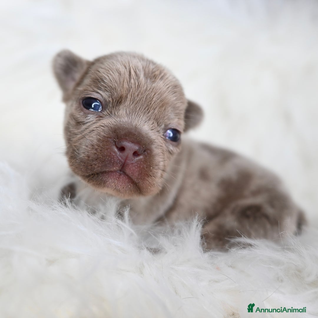 Bulldog Francese cani in vendita: 3 meravigliosi cuccioli di bulldog francese - Annuncio 10