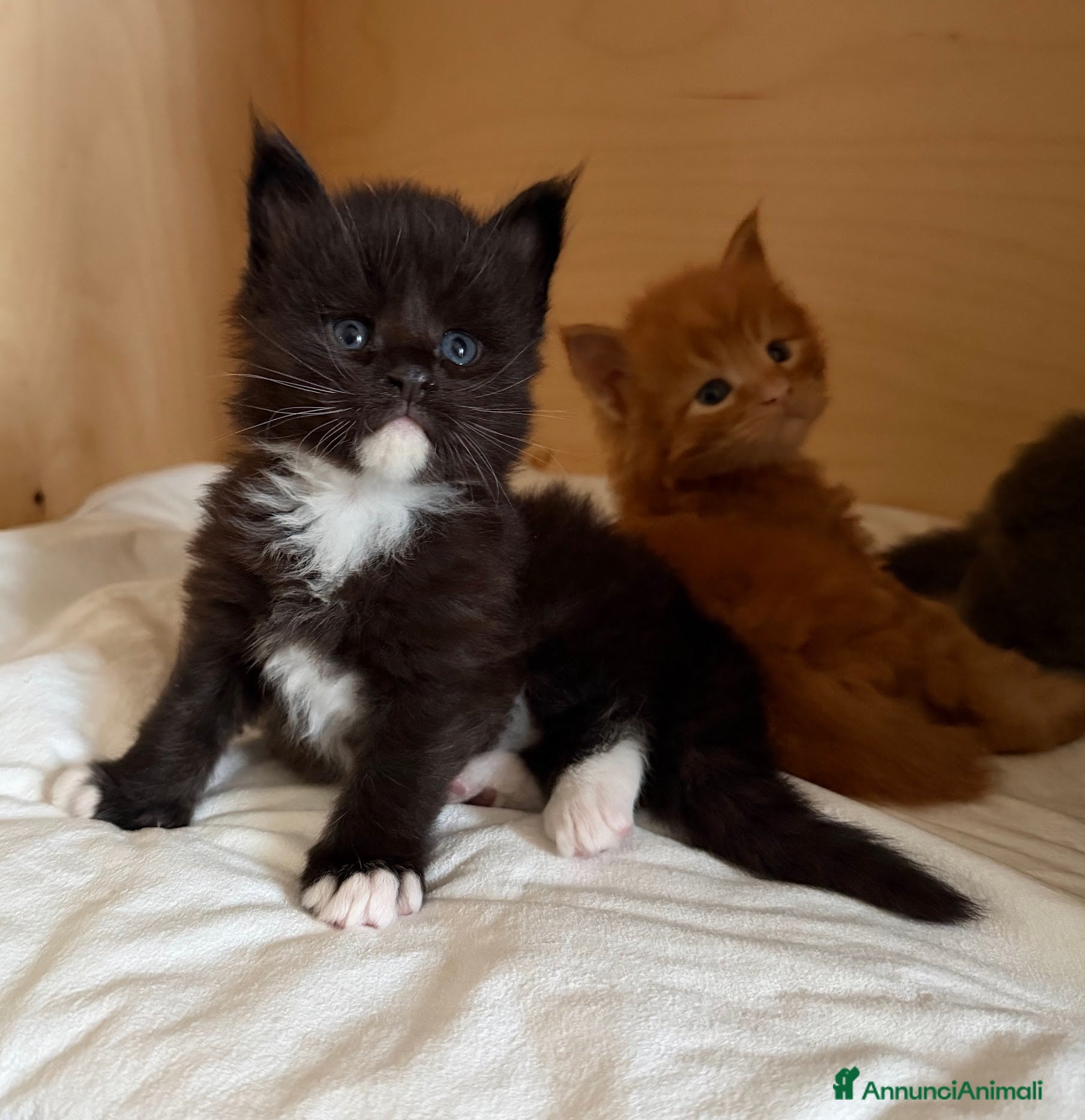 Maine Coon gatti 🏆 Top Cuccioli MCO ❤️ - Annuncio 1