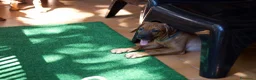 Rhodesian Ridgeback cani in vendita: Cuccioli Rhodesian Ridgeback con Pedigree ENCI - Annuncio 10