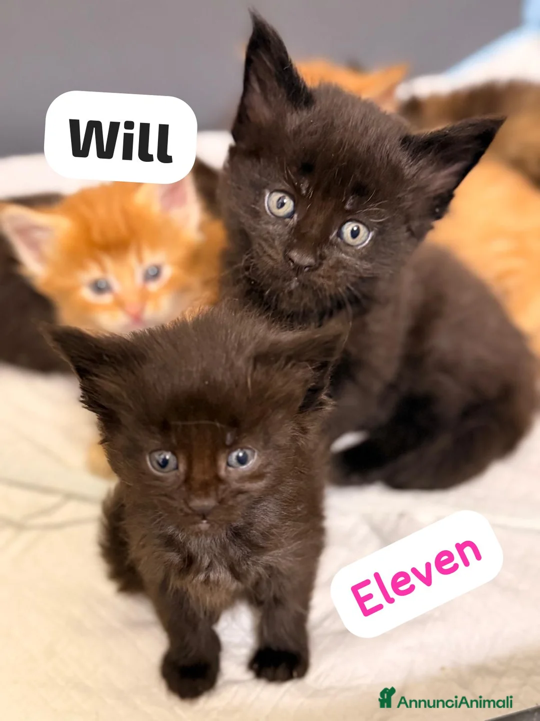 Maine Coon gatti in vendita: Cuccioli di Maine Coon disponibili - Annuncio 9