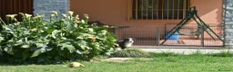 Australian Shepherd cani in vendita: Cucciolo Tricolor Black Maschio a Provincia di Alessandria - Annuncio 5