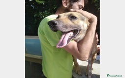 Meticcio cani in regalo: 12anni in canile PER FAVORE AIUTIAMOLO!Salerno a Milano - Immagine 3