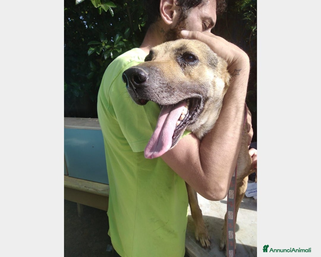 Meticcio cani in regalo: 12anni in canile PER FAVORE AIUTIAMOLO!Salerno a Milano - Immagine 3
