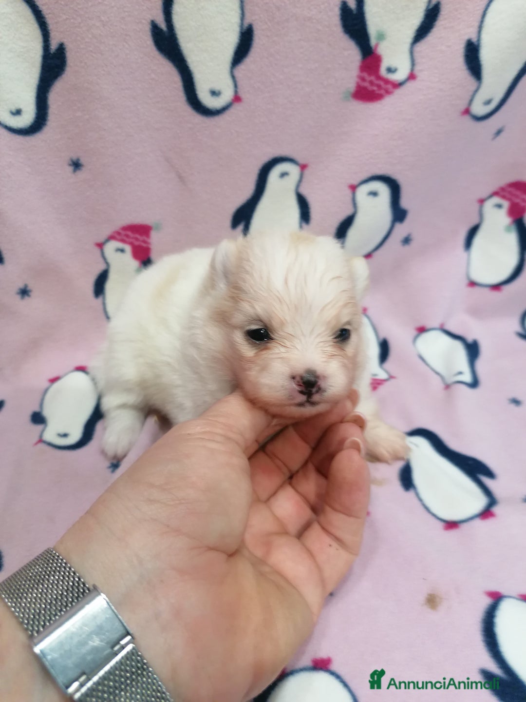 Volpino Pomerania cani in vendita: Volpino Pomerania  - Annuncio 10