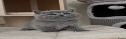 British gatti in vendita: British shorthair blu - Annuncio 19