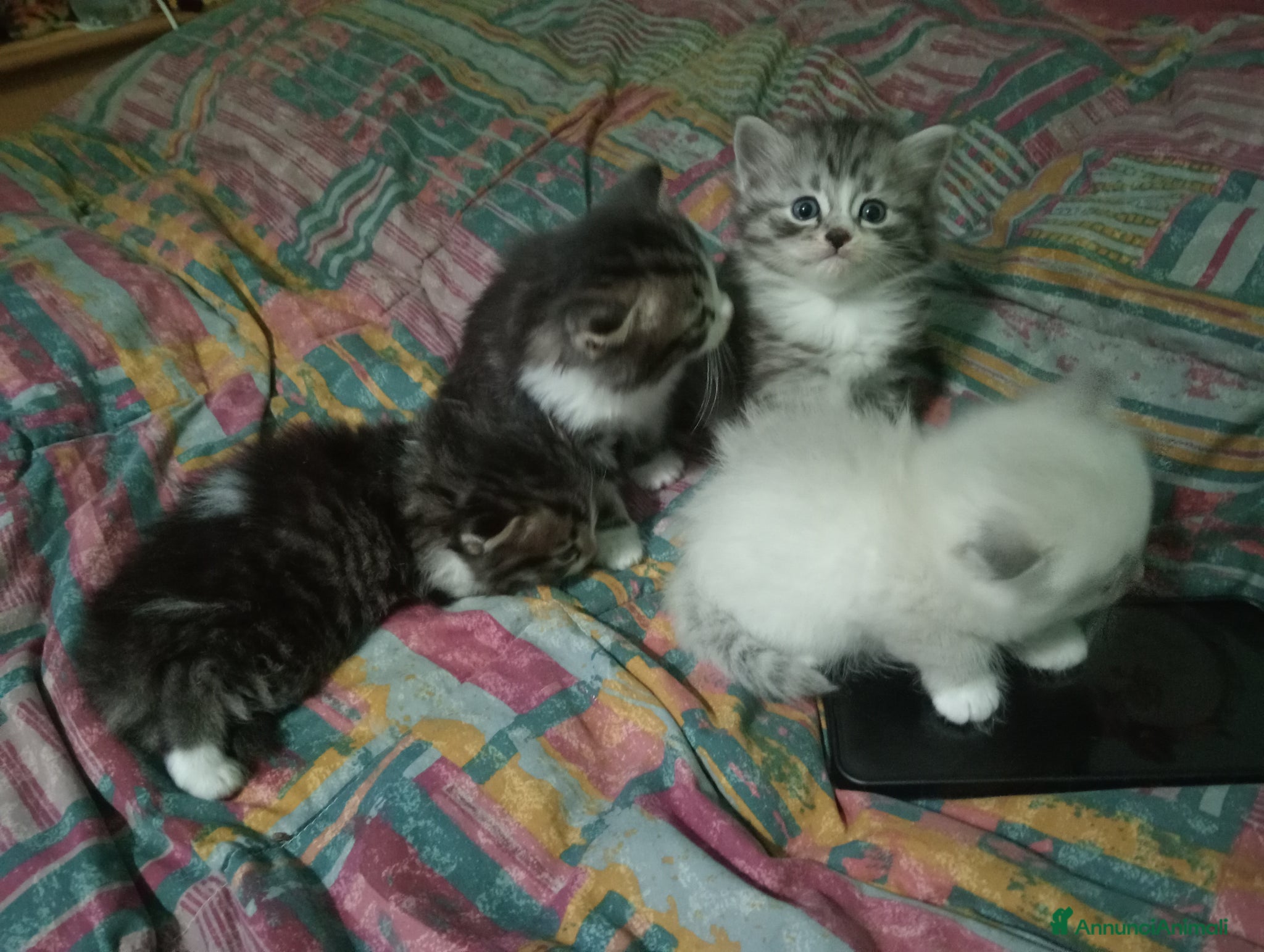 Norvegese gatti Felini Semi-Norvegesi,di Pandora - Annuncio 2