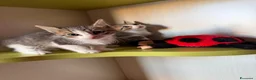 Europeo gatti in regalo: Gattini trovatelli  - Annuncio 4