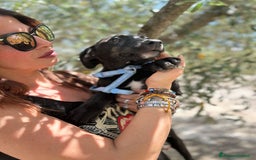 Meticcio cani in regalo: 8 cuccioli da salvare, 4 mesi: Gohan, Goku, ... a Provincia di Bergamo - Immagine 19