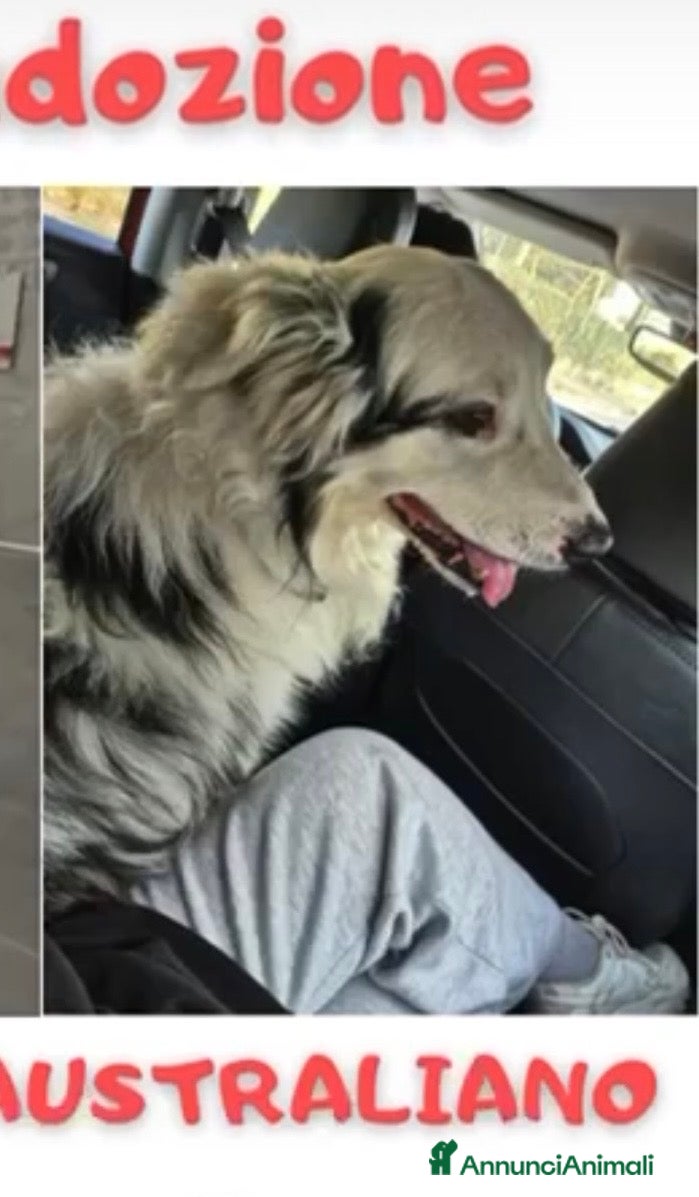 Australian Shepherd cani ADOZ.DEL 💔SOS!cucciolone pastore .ha perso papà  - Annuncio 1