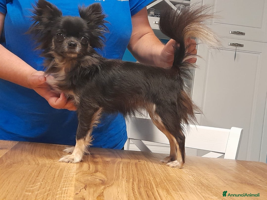 Chihuahua cani in vendita: Cucciole di chihuahua disponibili a Provincia di Mantova - Annuncio 12