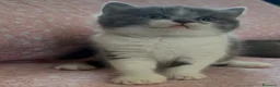Scottish gatti in vendita: Scottish fold e straight  - Annuncio 9