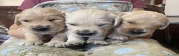 Golden Retriever cani in vendita: Cuccioli di Golden Retriever Roma - Annuncio 5