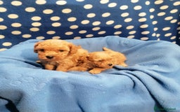 Barboncino cani in vendita: Barboncini nani a Province of Rovigo - Immagine 5