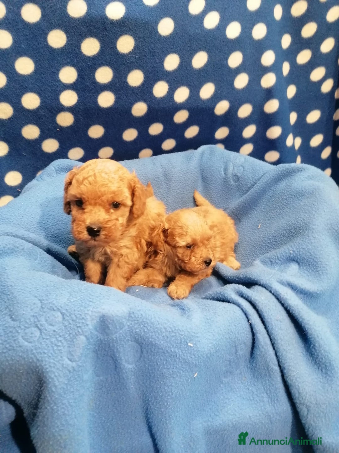 Barboncino cani in vendita: Barboncini nani a Province of Rovigo - Immagine 5