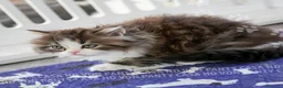 Scottish gatti in vendita: Cuccioli Scottish Highland con Pedigree - Annuncio 10