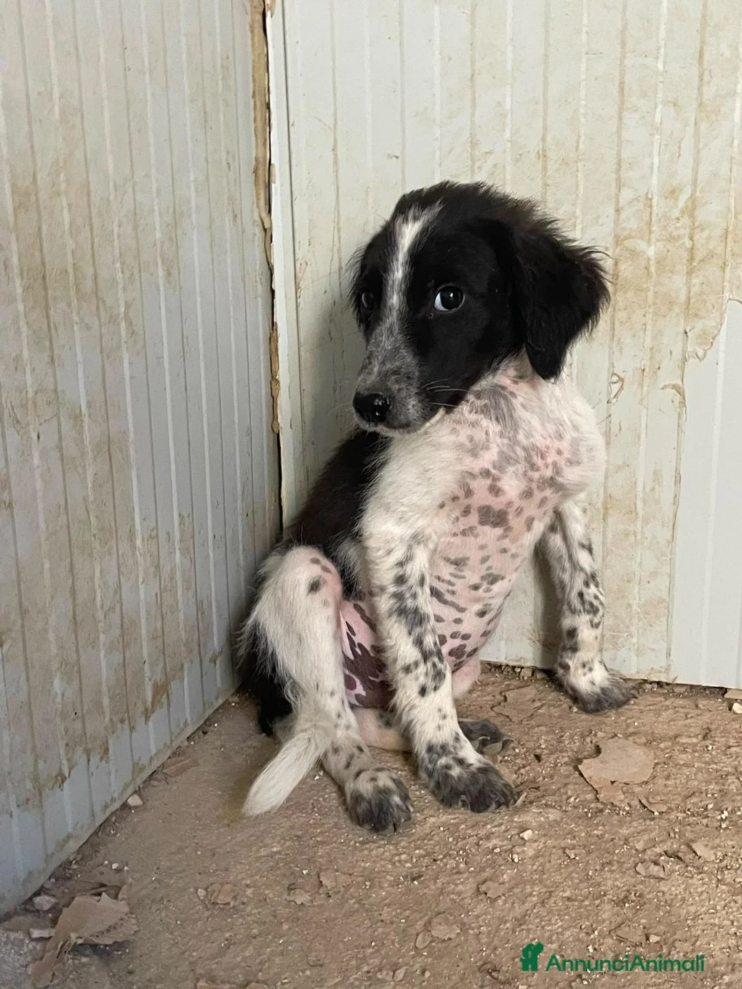 Meticcio cani in regalo: BIANCA E BERNIE ASPETTANO TE - Annuncio 1