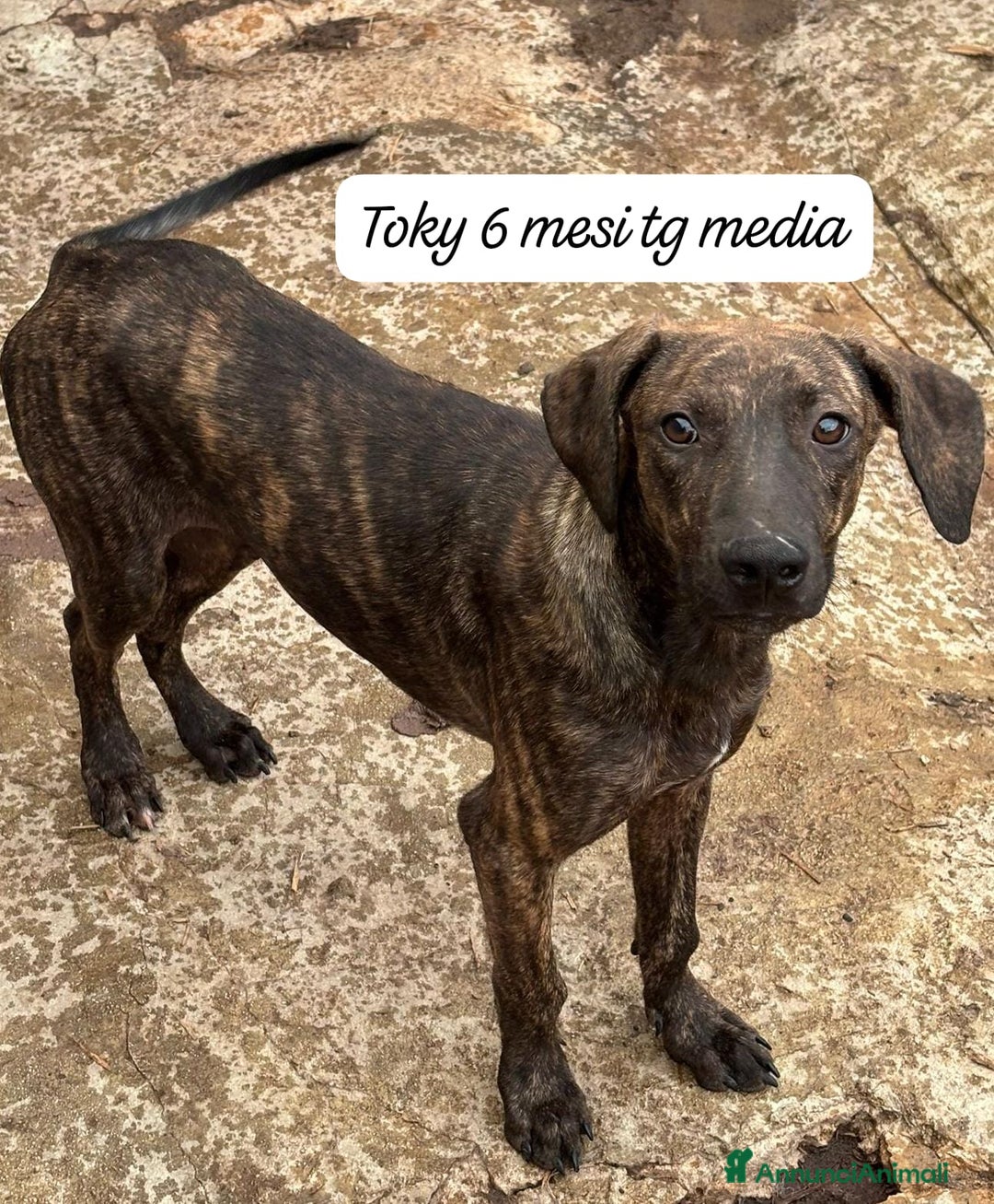 Meticcio cani in regalo: Adotta un cucciolo invisibile  - Annuncio 7