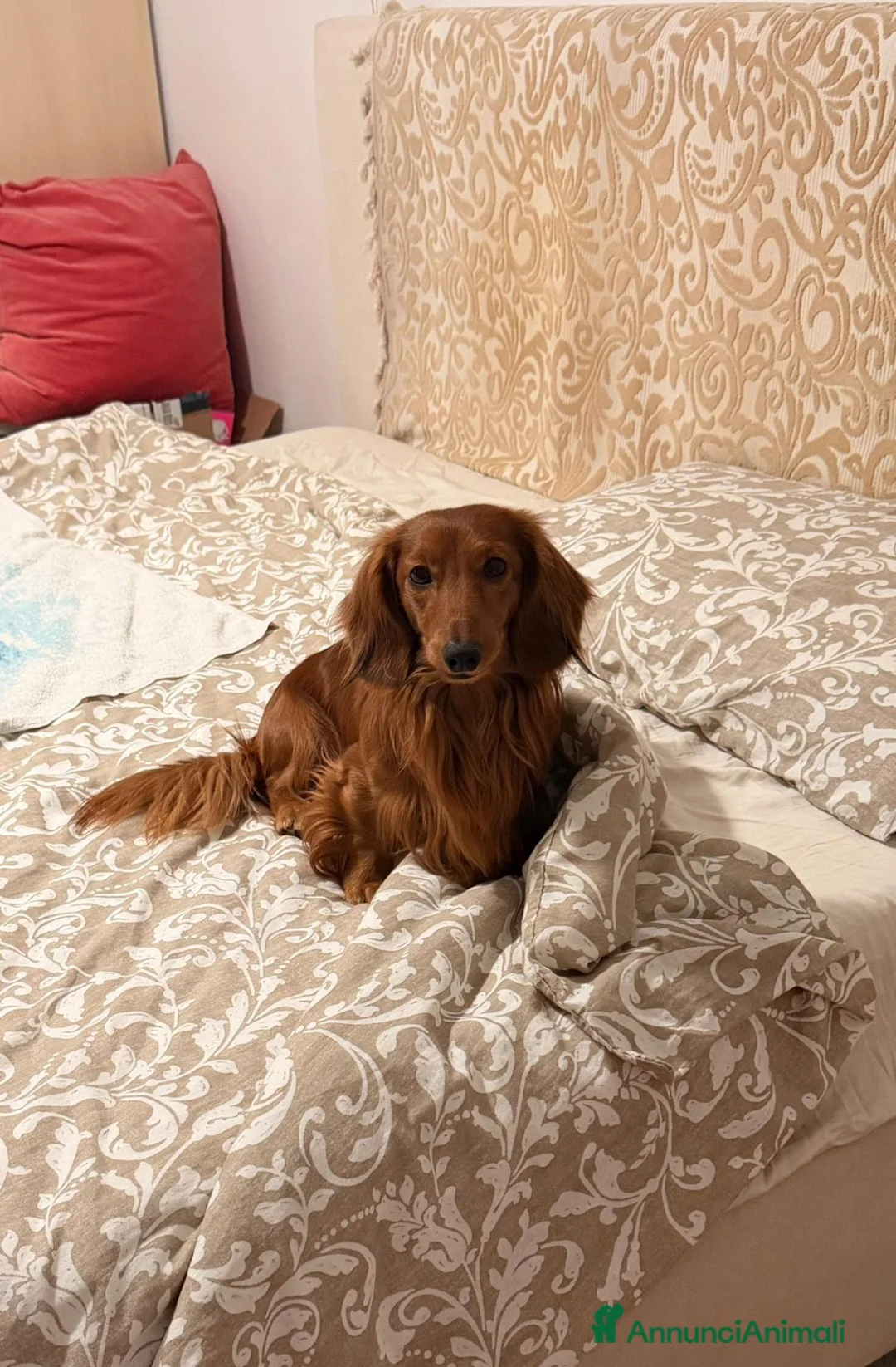 Bassotto Nano cani per accoppiamento: Cercasi per accoppiamento bassottina a pelo lungo  a Provincia di Barletta-Andria-Trani - Annuncio 2