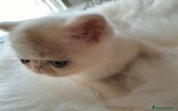 Exotic Shorthair gatti in vendita: Exotic Shorthair allevamento Exodora Sikelia  a Città metropolitana di Catania - Immagine 14