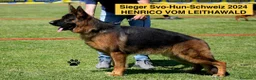 Pastore Tedesco cani in vendita: Disponibili 2 femmine da genitori come da foto a Provincia di Verona - Annuncio 3