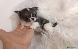 Chihuahua cani in vendita: Chihuahua cuccioli  a Roma - Immagine 4