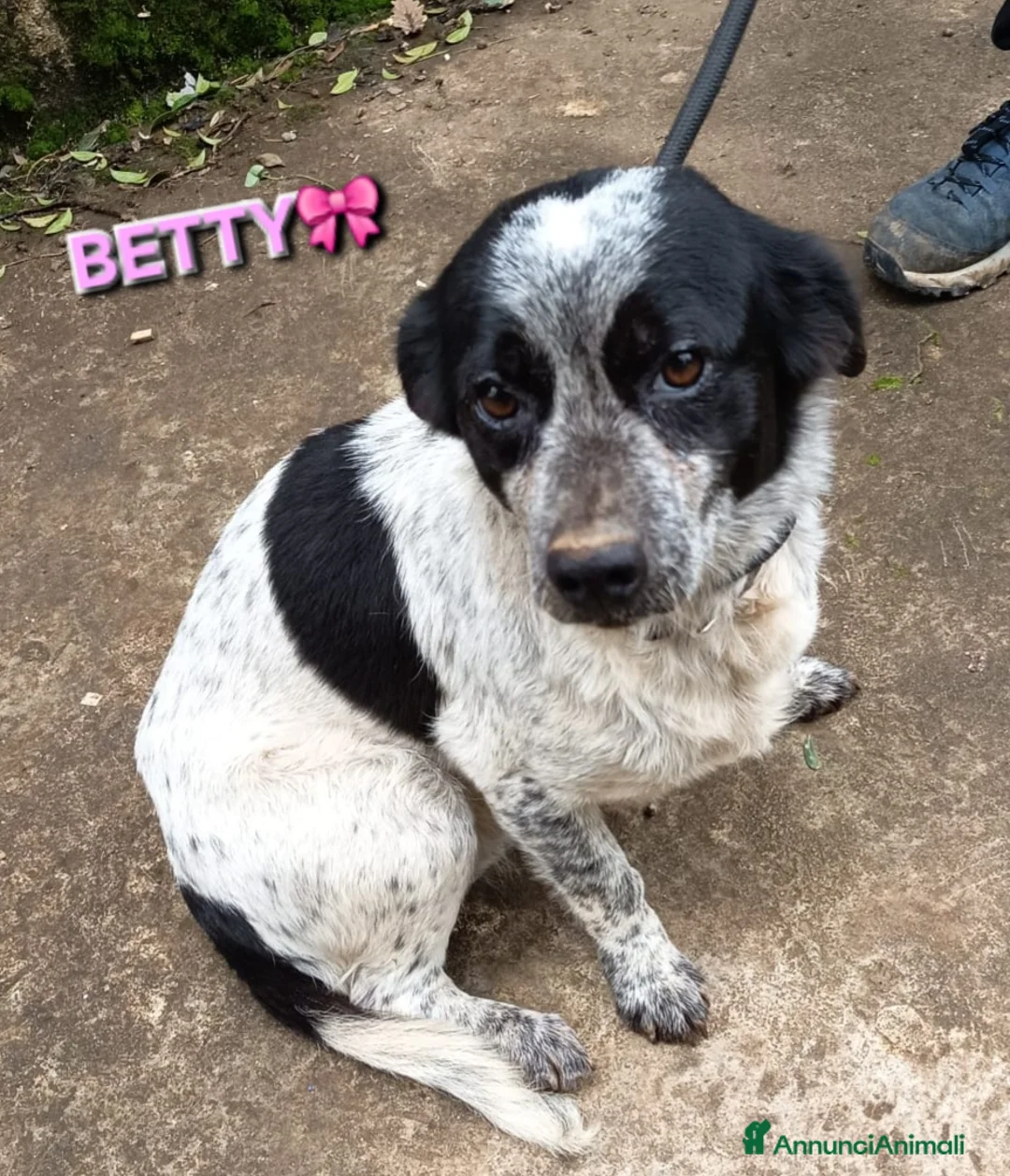 Meticcio cani in regalo: BETTY - Annuncio 1