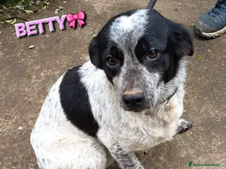 Meticcio cani BETTY - Annuncio 22