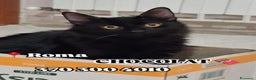 Europeo gatti in regalo: CHOCOLAT CERCA CASA!  - Annuncio 3