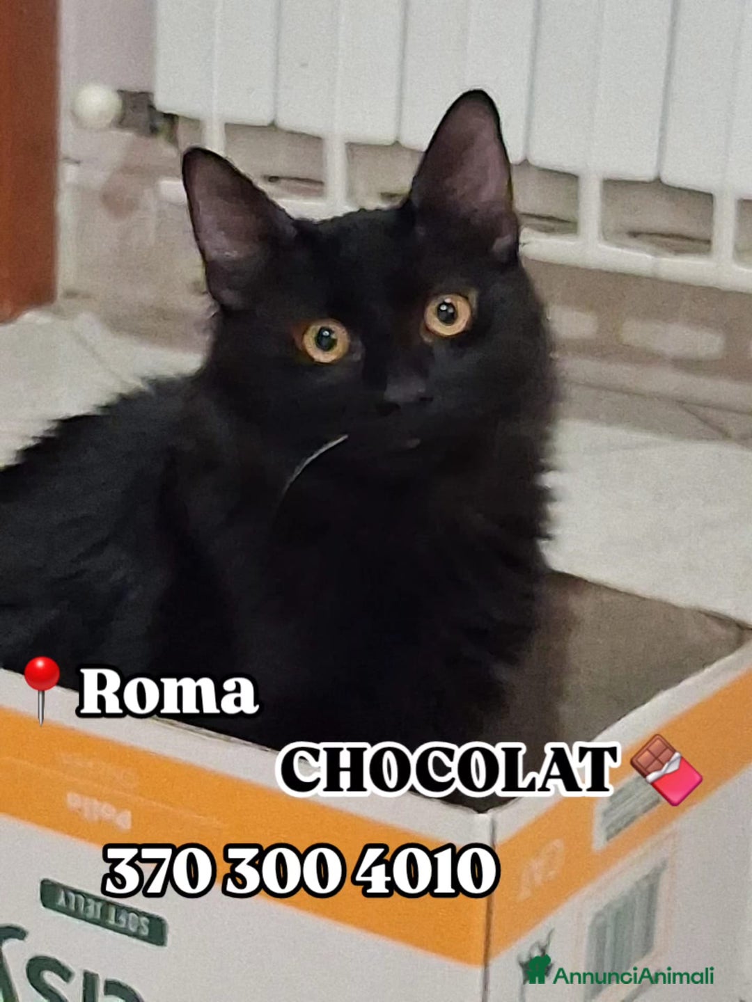 Europeo gatti in regalo: CHOCOLAT CERCA CASA!  - Annuncio 3