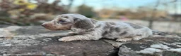 Bassotto cani in vendita: Bassotti toy - Annuncio 2