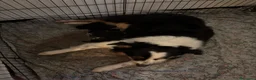 Australian Shepherd cani in vendita: Vendita ciccioli di australian Sheperd  - Annuncio 2