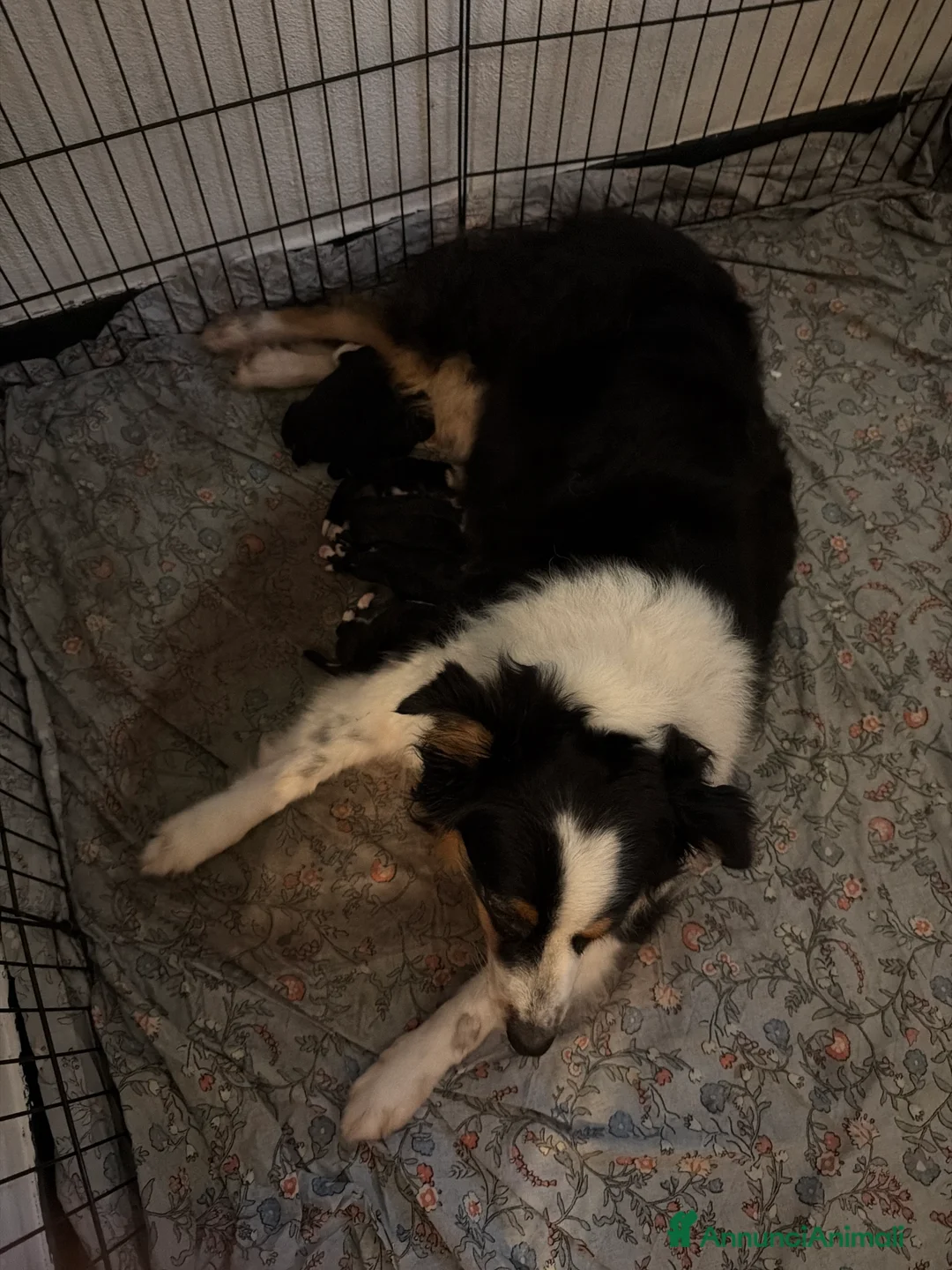 Australian Shepherd cani in vendita: Vendita ciccioli di australian Sheperd  - Annuncio 2