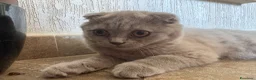 British gatti in vendita:    cuccioli British Shorthair  a Provincia di Parma - Annuncio 4