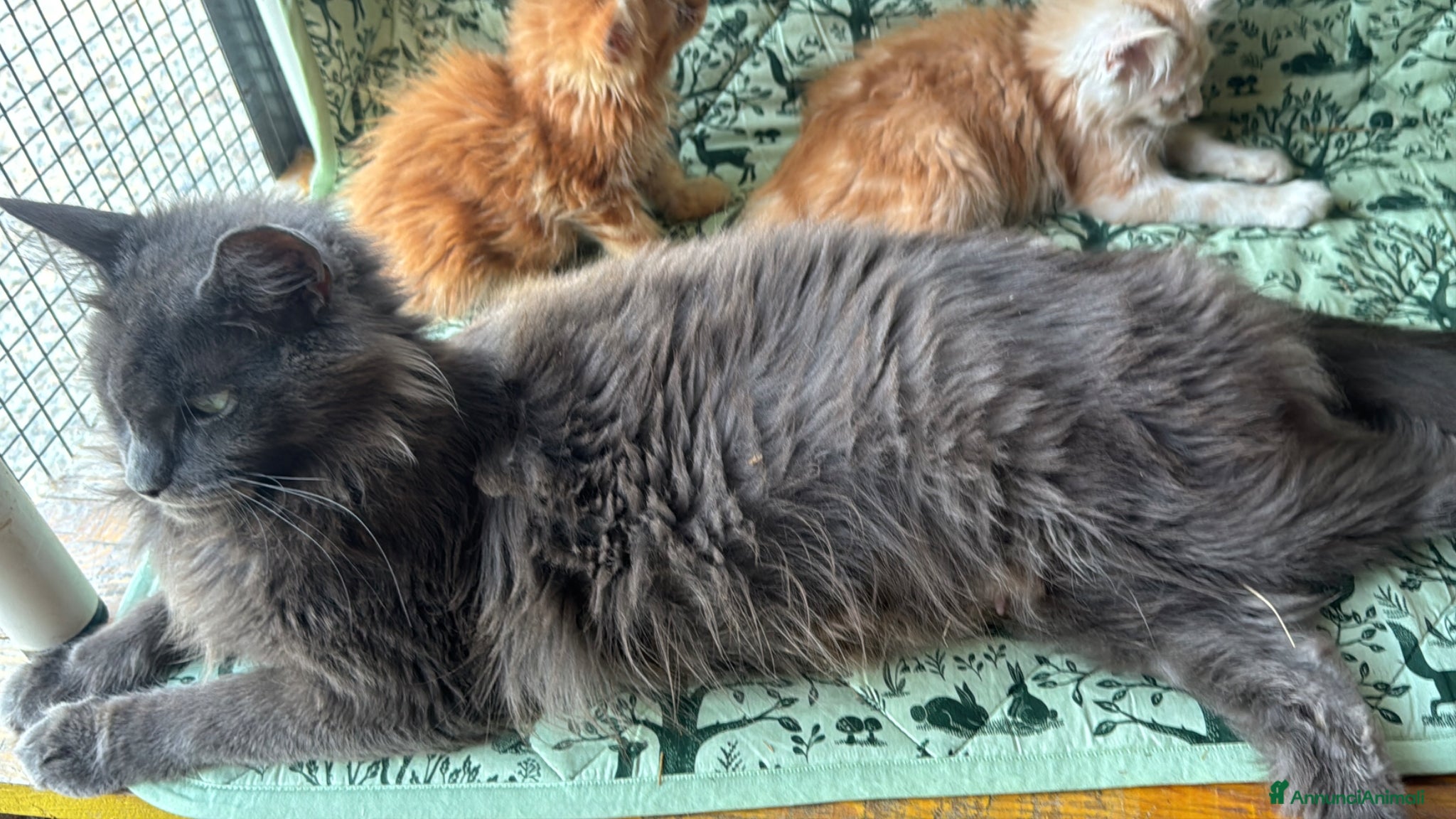 Maine Coon gatti in vendita: Cuccioli di maine coon manto black smoke - Annuncio 23