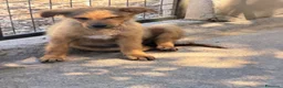 Meticcio cani in regalo: Rose  a Città Metropolitana di Firenze - Annuncio 4