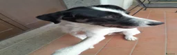 Meticcio cani in regalo: Snopopy bellissimo e dolcissimo spinoncino a Provincia di Bergamo - Annuncio 2