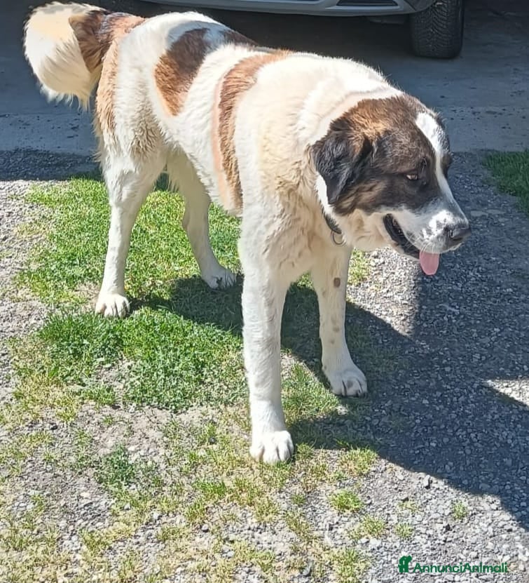 Meticcio cani in regalo: 3anni mix S.Bernardo ignorato,SOS CASA ASTI - Annuncio 2