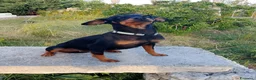Meticcio cani in regalo: Cuccioletti di piccola taglia - Annuncio 12