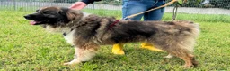 Meticcio cani in regalo: PRUGNA STUPENDA - Annuncio 4