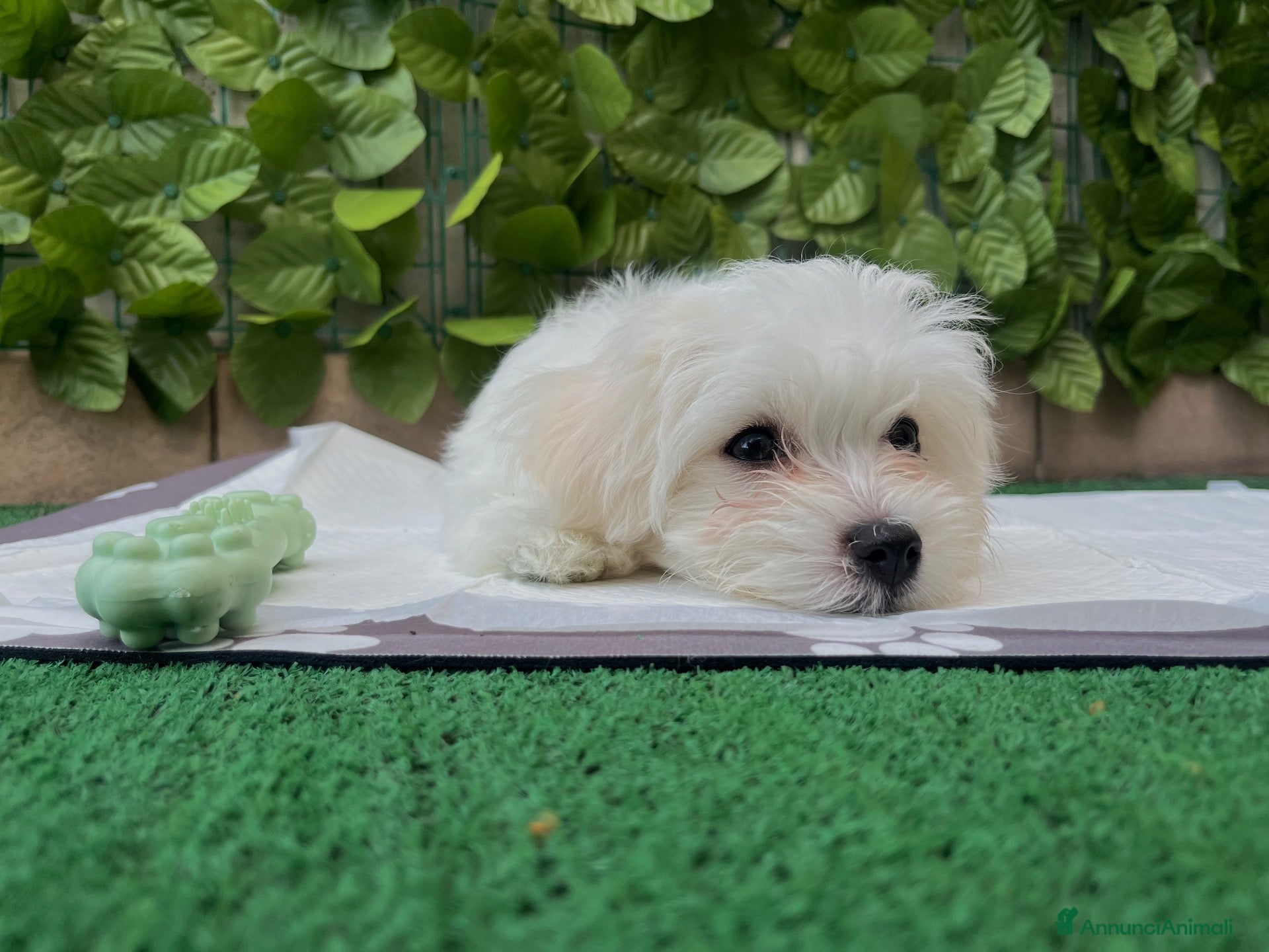 Maltese cani Cucciola di Maltese 3 mesi - Annuncio 15