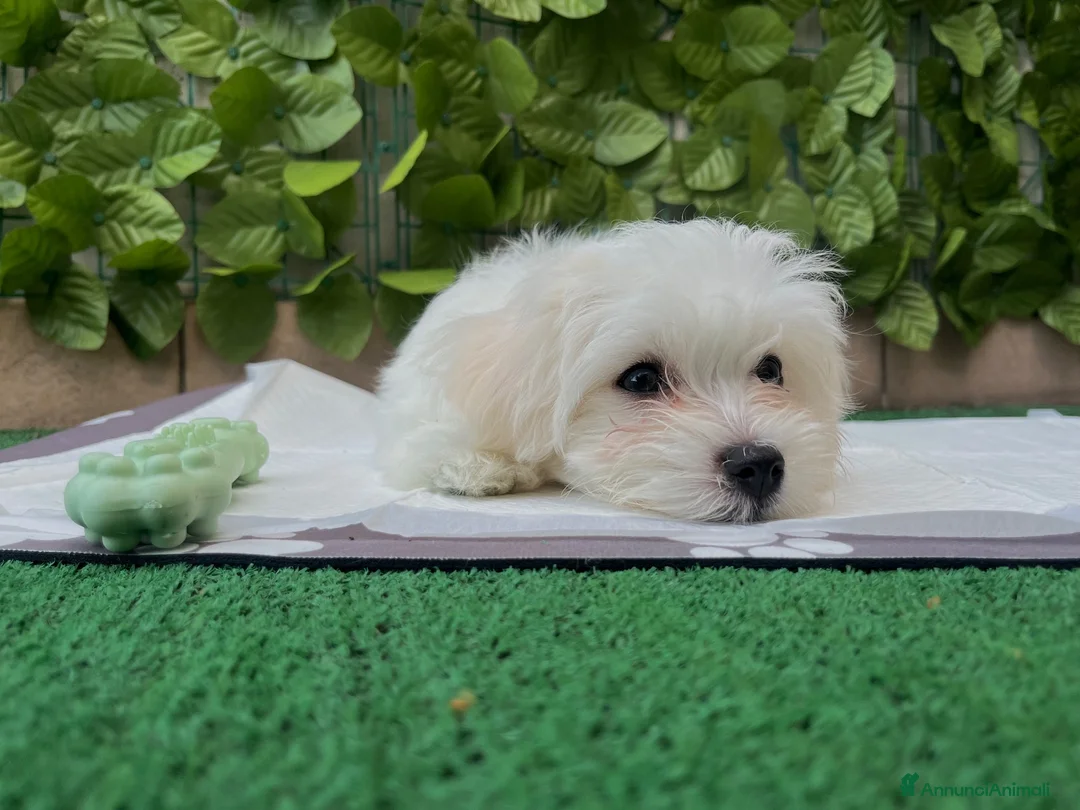 Maltese cani in vendita: Cucciola di Maltese 3 mesi - Annuncio 1