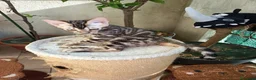 Bengala gatti in vendita: la meraviglia di Selected Breed  - Annuncio 8